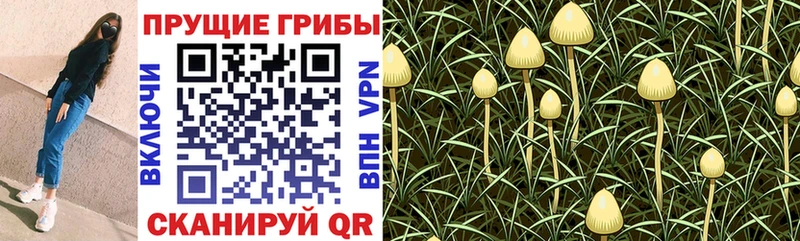 Псилоцибиновые грибы Psilocybine cubensis Каменногорск