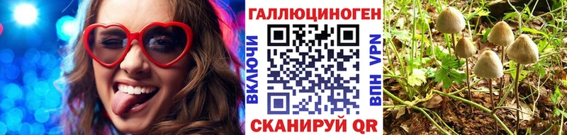 Купить  Каменногорск  Псилоцибиновые грибы Psilocybe 